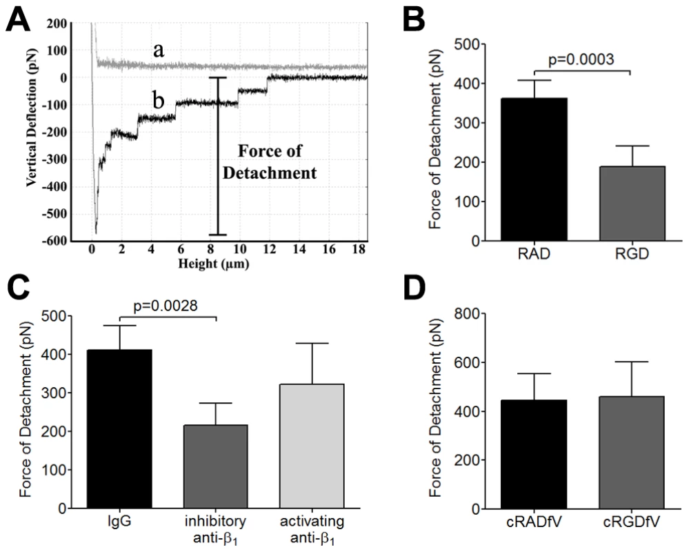 Inhibition of adhesive strength between IRBC and HDMEC by RGD peptide and anti-β<sub>1</sub> mAb.