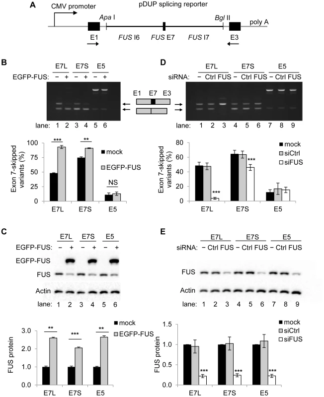 FUS is a repressor of exon 7 inclusion.