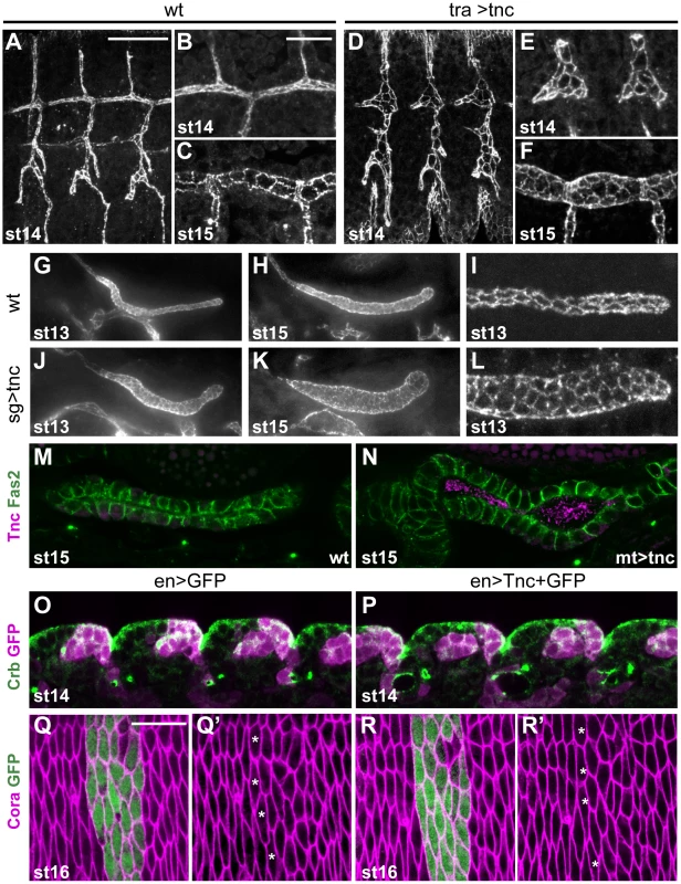 Ectopic expression of <i>tnc</i> in tubular epithelia causes excess lumen dilation.