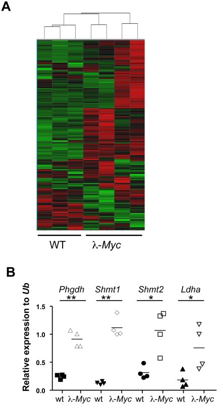 Myc regulates the metabolic transcriptome.