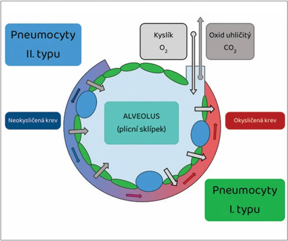 Pneumocyty I. typu tvoří většinu vnitřního povrchu alveolu  (výměna plynů). Pneumocyty II. typu jsou zodpovědné za produkci  a recyklaci surfaktantu (snížení povrchového napětí)