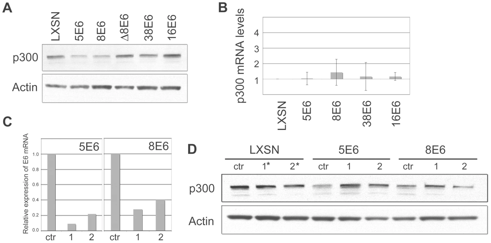β HPV 5 and 8E6 binding to p300 leads to p300 degradation.