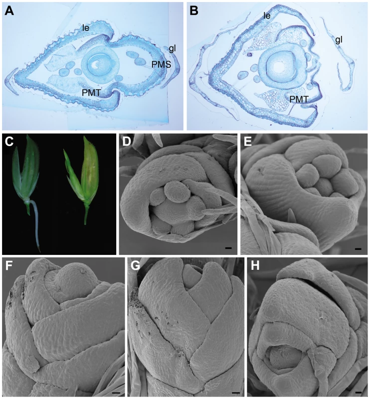 Spikelet morphologies of WT, <i>dep</i>, <i>afo</i>, and <i>pho</i> plants.