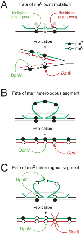 Diagrammatic representation of the impact of R-M systems on transformation.