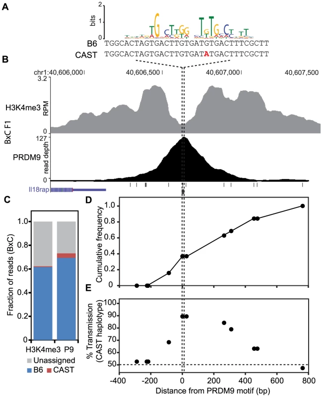 The novel hotspot at chr1 40.6 Mb, activated by PRDM9<sup>Cst</sup> on the B6 haplotype, shows transmission distortion to the CAST haplotype.