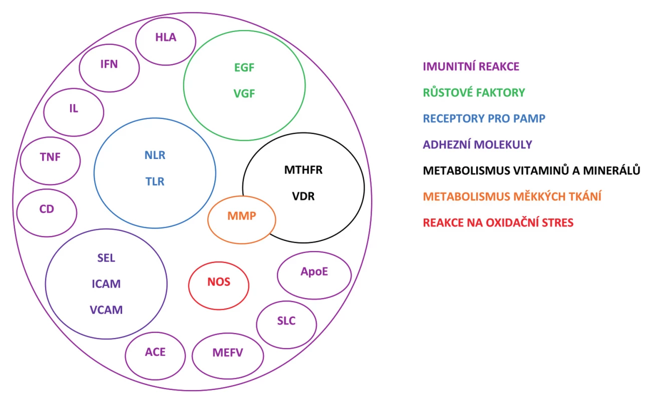 Přehled proteinů nebo skupin proteinů kódovaných geny, které jsou považovány za kandidátní pro recidivující aftózní stomatitidu (RAS) a jejichž variabilita byla již studována