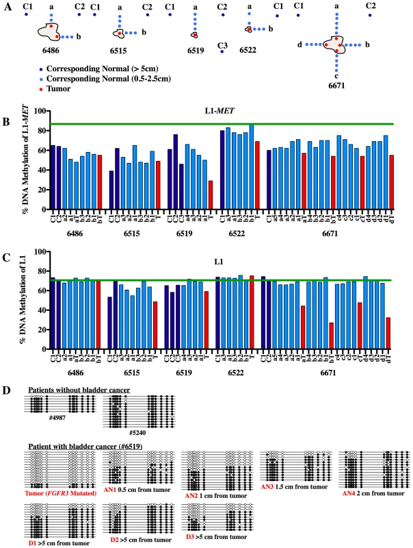 Methylation of L1-<i>MET</i> across the bladder.