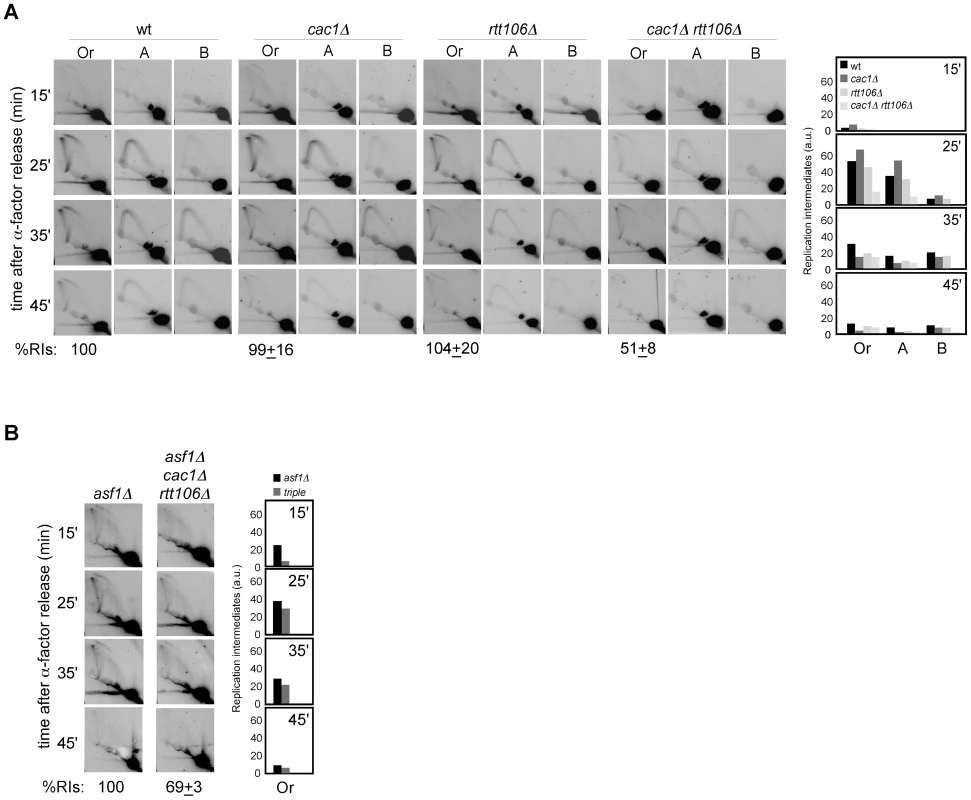 Defective CAF1/Rtt106-dependent chromatin assembly causes a loss of replication forks.