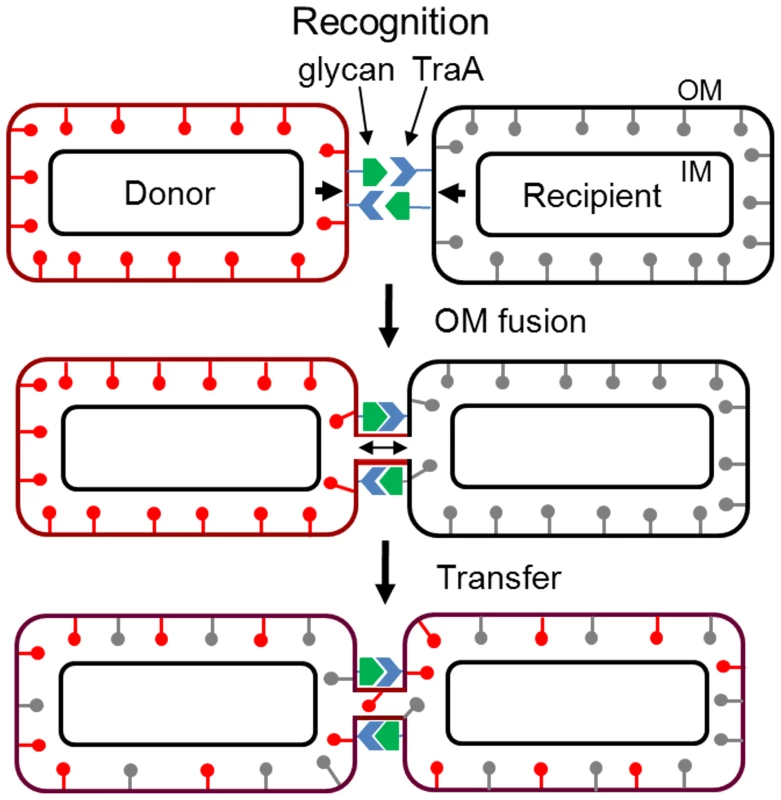 Working model for OM and lipoprotein transfer between <i>M. xanthus</i> biofilm cells.