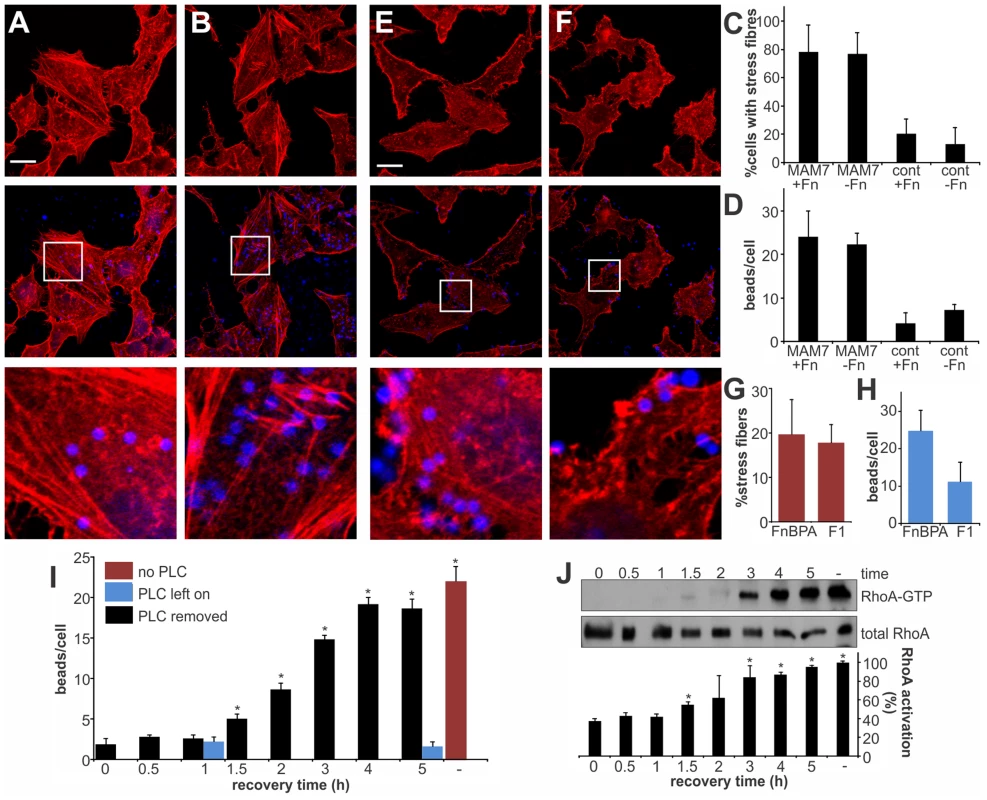 RhoA activation depends on MAM binding to phosphatidic acids and is independent of the co-receptor fibronectin.