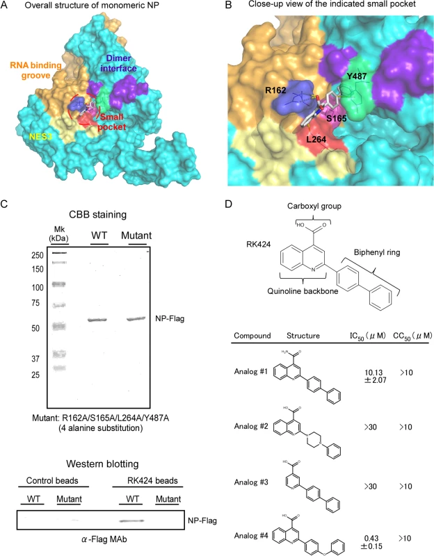 Model for potential binding of RK424 to NP.