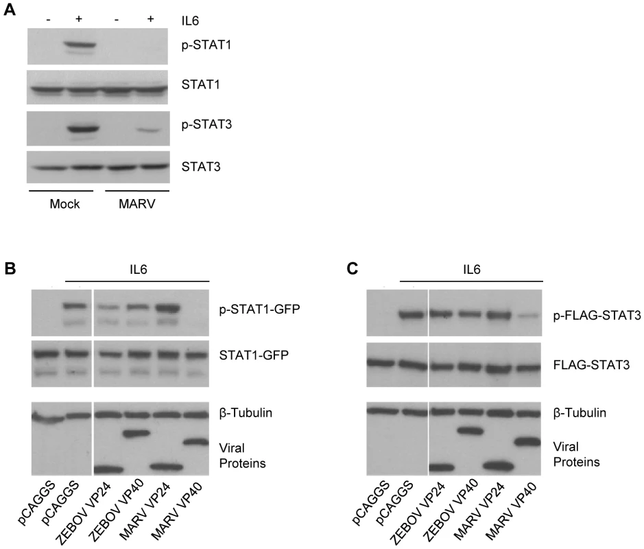 MARV inhibits IL-6 signaling.
