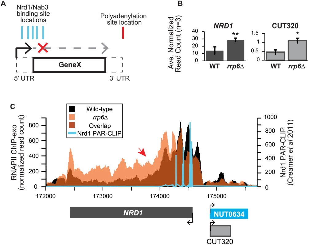 <i>NRD1</i> early termination requires Rrp6 for efficient RNAPII termination.