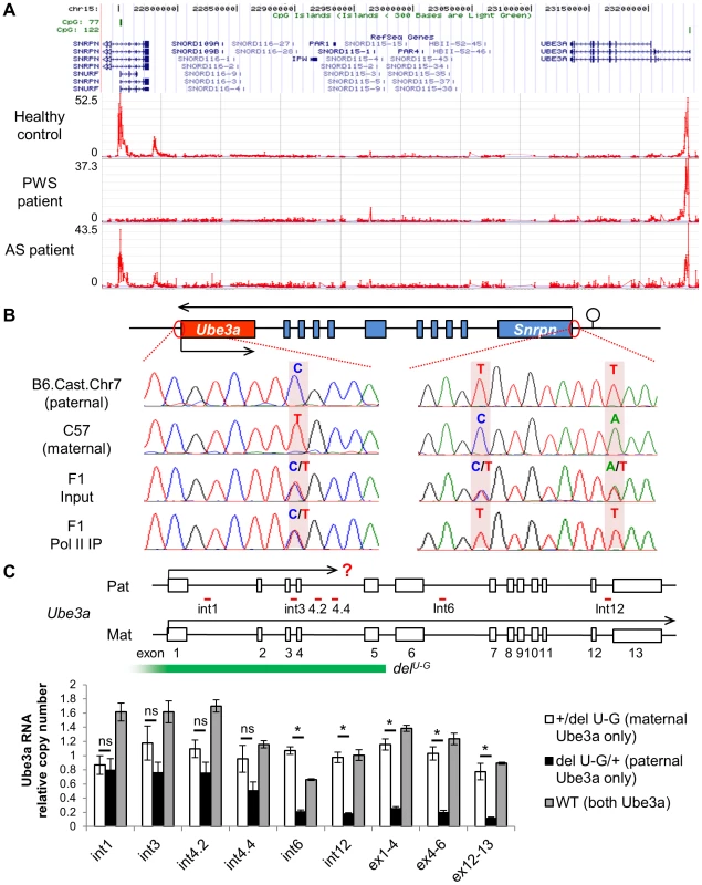 Both promoters of <i>Ube3a</i> are enriched with histone H3 lysine 4 trimethylation (H3K4me3), bound by RNA polymerase II, and actively transcribed.