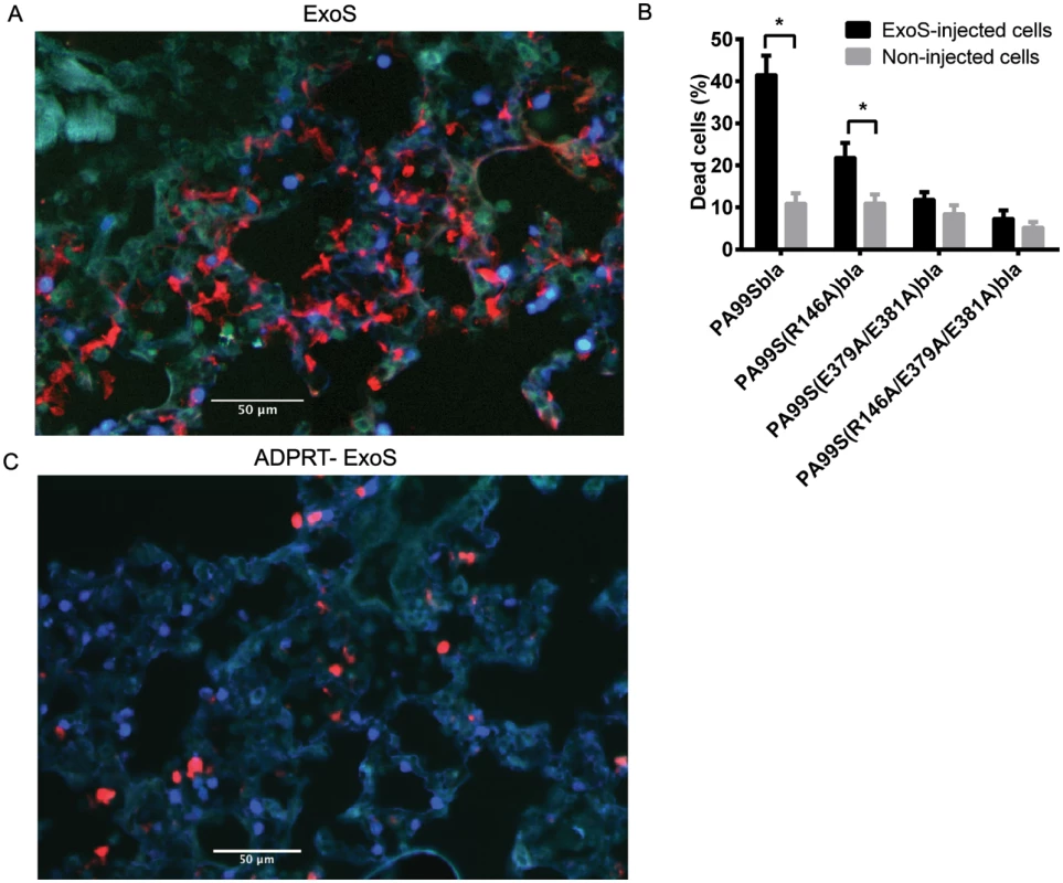 FOCI contain numerous dead cells.