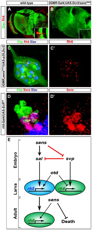 Role of Sens in the transformation of larval eye into the adult eyelet.