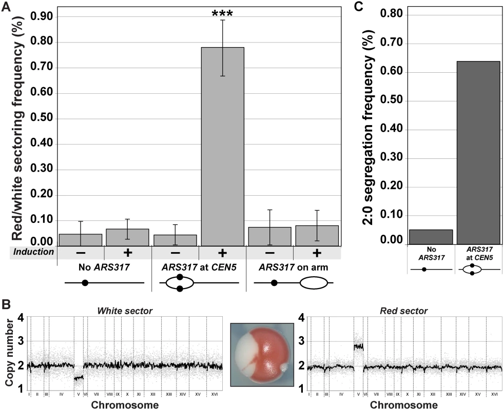 Centromeric re-replication causes 2:0 missegregation of chromosomes.