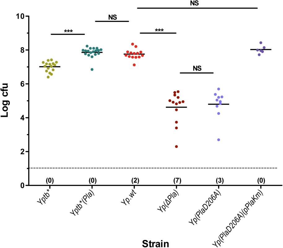 dLN colonization by <i>Yersinia</i> strains differentially expressing the proteolytic activity of Pla.