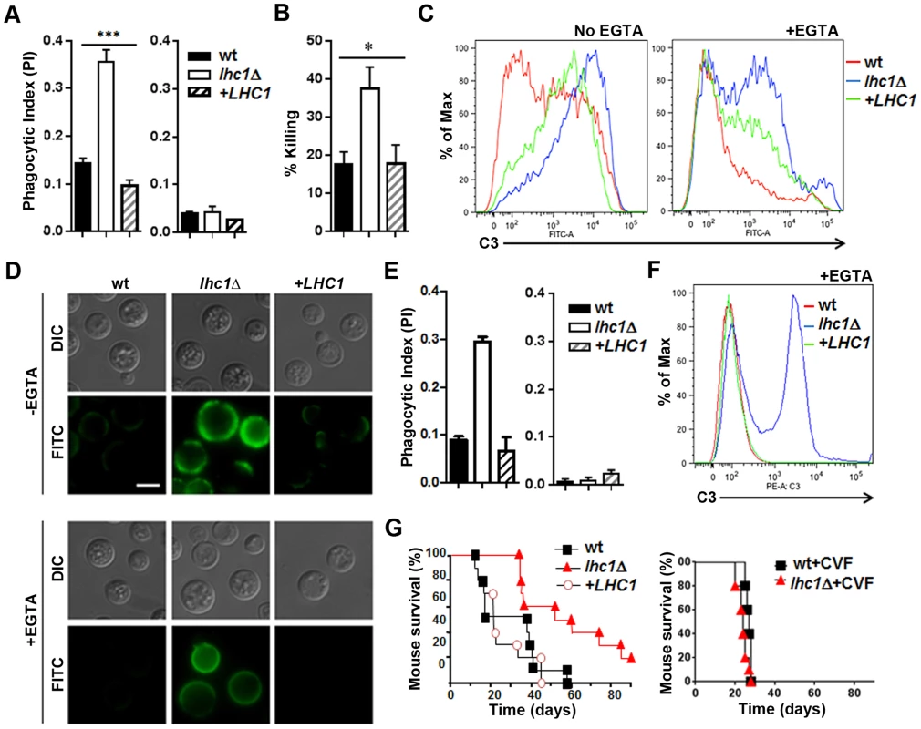 Deletion of <i>LHC1</i> results in increased C3 binding from human or mouse serum and reduced virulence in a mouse model.
