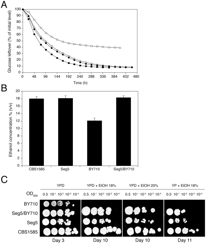 Maximal ethanol accumulation capacity and ethanol tolerance of cell proliferation in the superior parent and its segregant.
