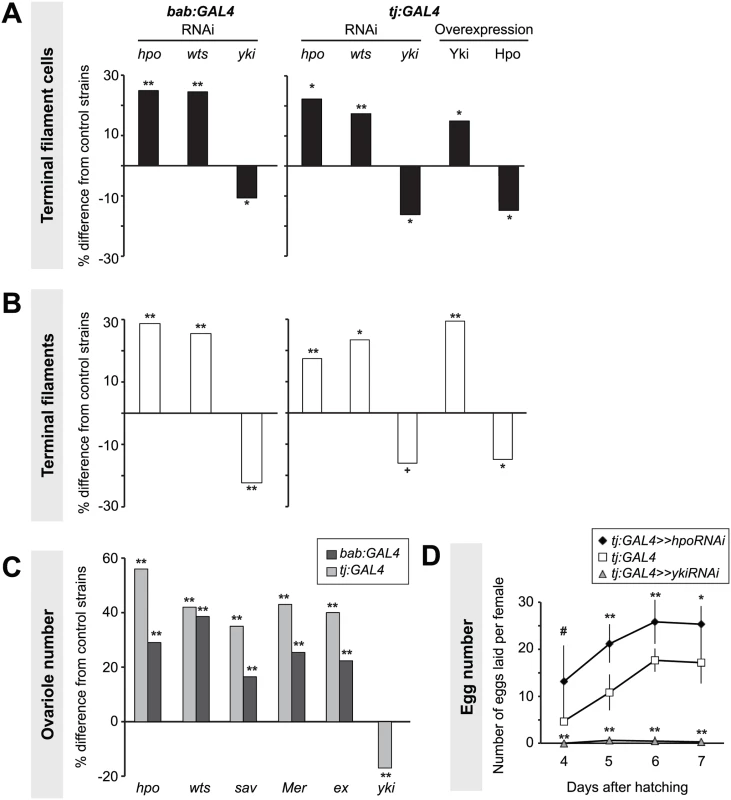 Hippo pathway influences proliferation of TFCs, thereby influencing ovariole number.
