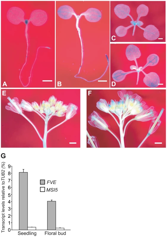 Expression Patterns of <i>FVE</i> and <i>MSI5</i>.