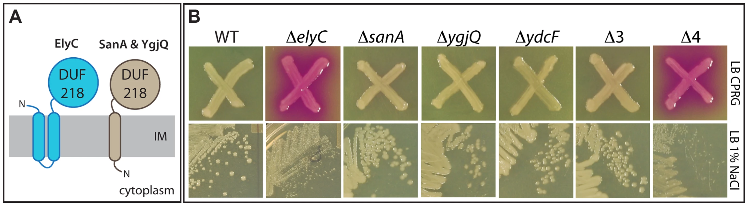 Phenotypes of mutants inactivated for DUF218 factors.