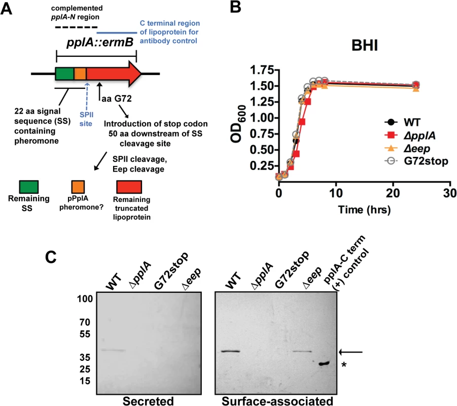 Construction of <i>L</i>. <i>monocytogenes</i> mutants that lack the PplA lipoprotein but retain peptide pheromone secretion.