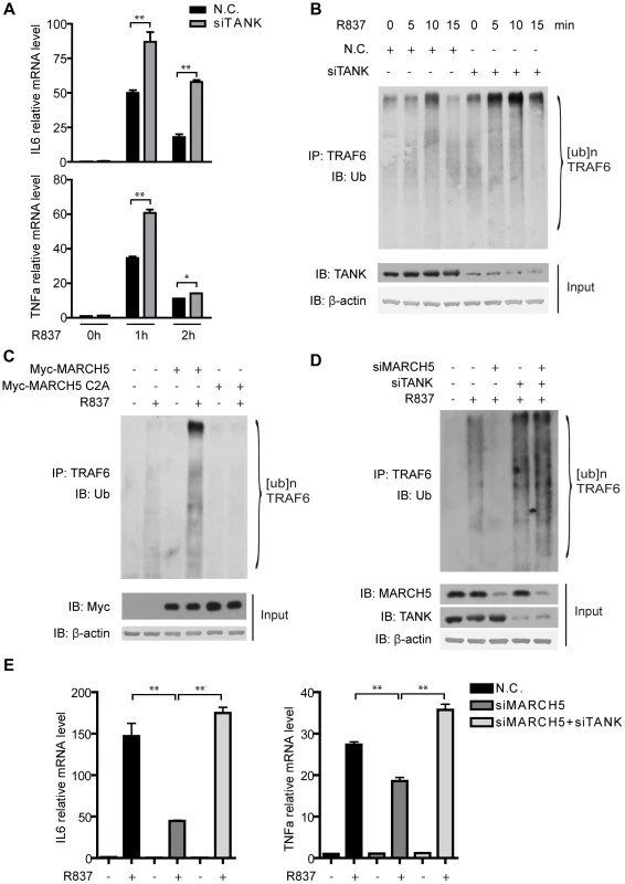 MARCH5 modulates the auto-ubiquitination of TRAF6.