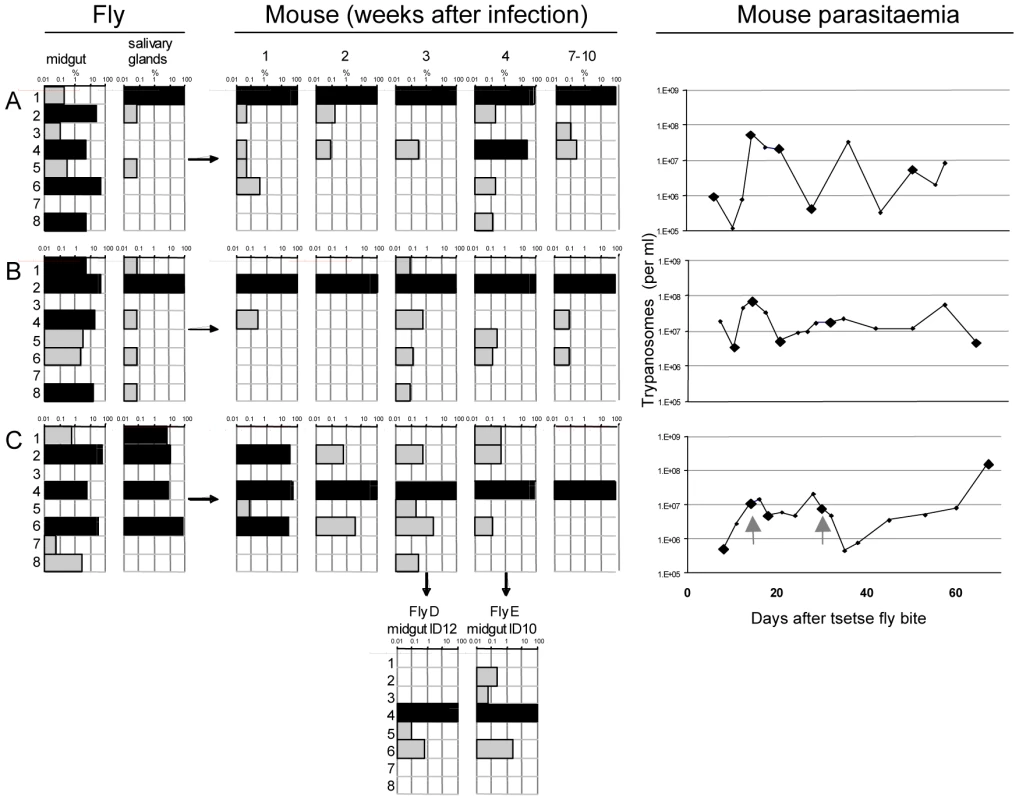 Diversity and frequency of tagged trypanosomes in three experiments.