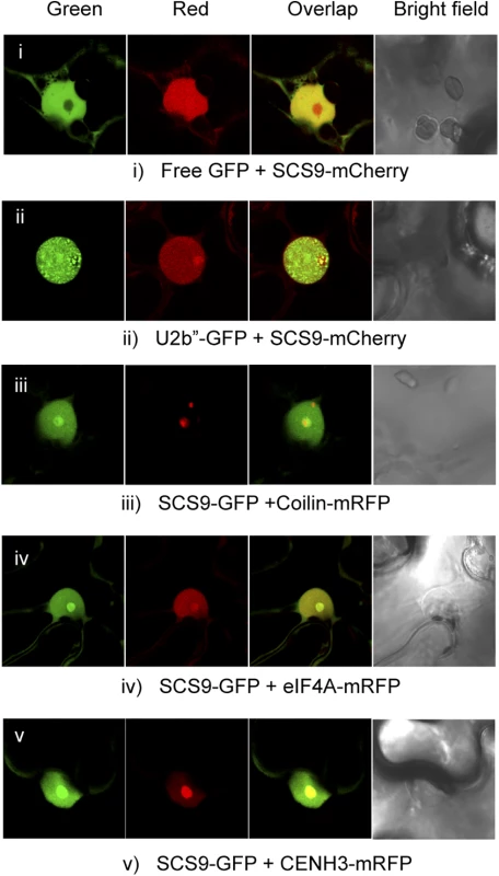 SCS9 nuclear localization.