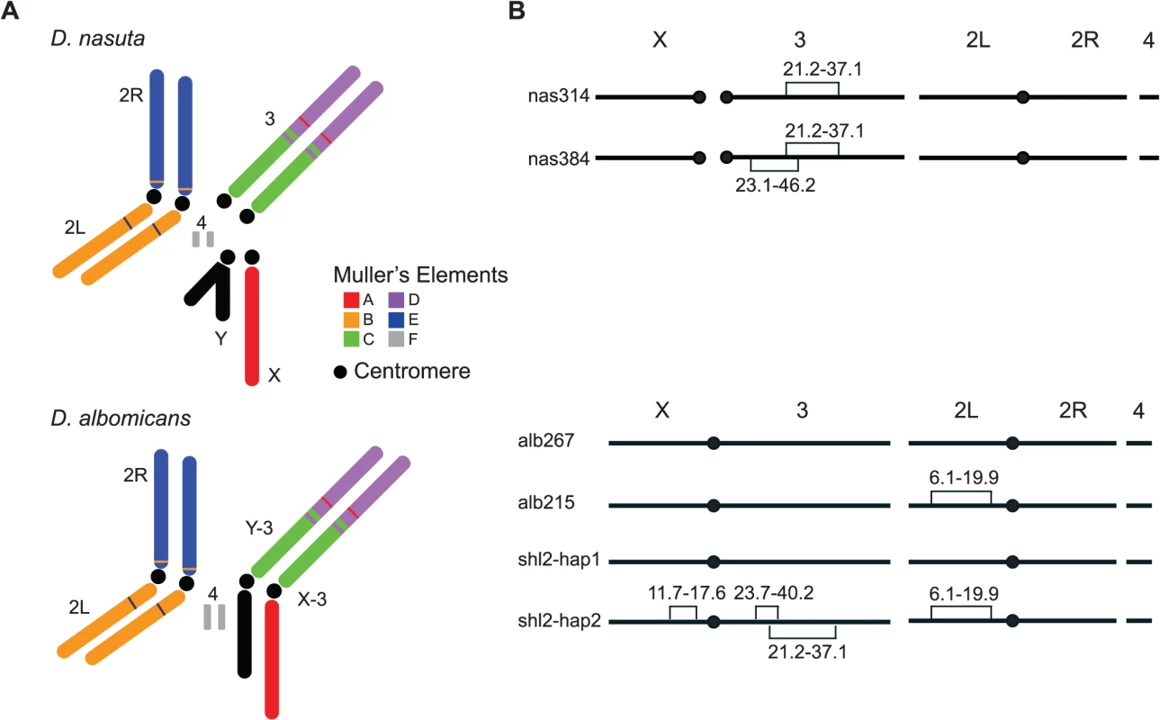 Key stocks of <i>D</i>. <i>albomicans</i> and <i>D</i>. <i>nasuta</i> used in this study.