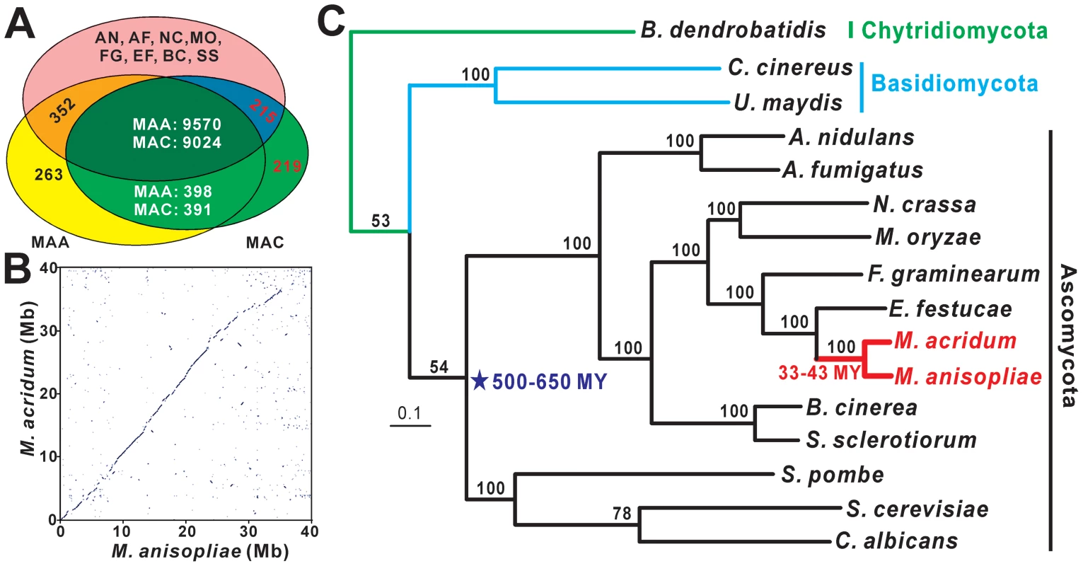 Homology, syntenic, and phylogenomic relationships of <i>M. anisopliae</i> and <i>M. acridum</i>.