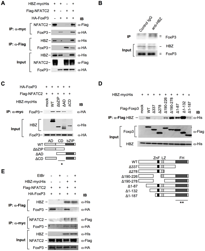 HBZ physically interacts with Foxp3 and NFAT.