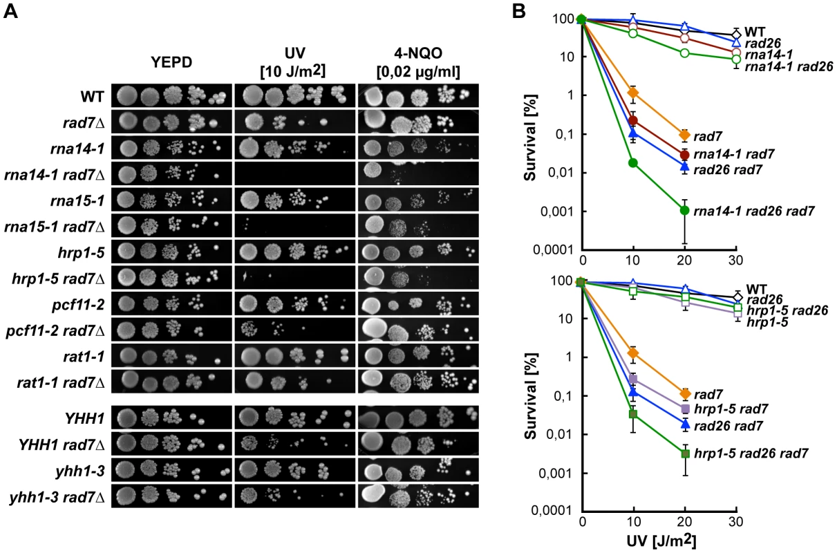 CFI mutations lead to UV sensitivity in the absence of global genome repair.