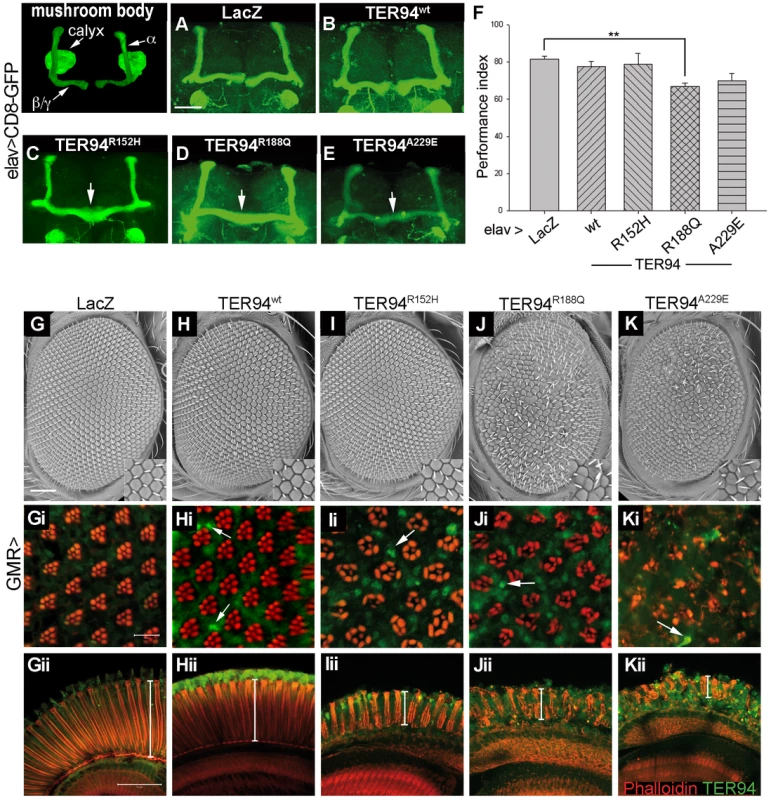 Tissue-specific expression of TER94 IBMPFD mutants impairs neuronal structure and function.