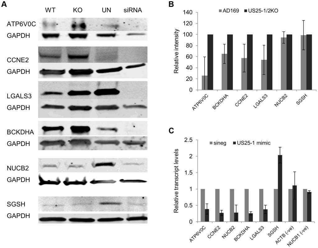 Deletion of US25-1 results in increased expression of identified targets in context of virus infection.