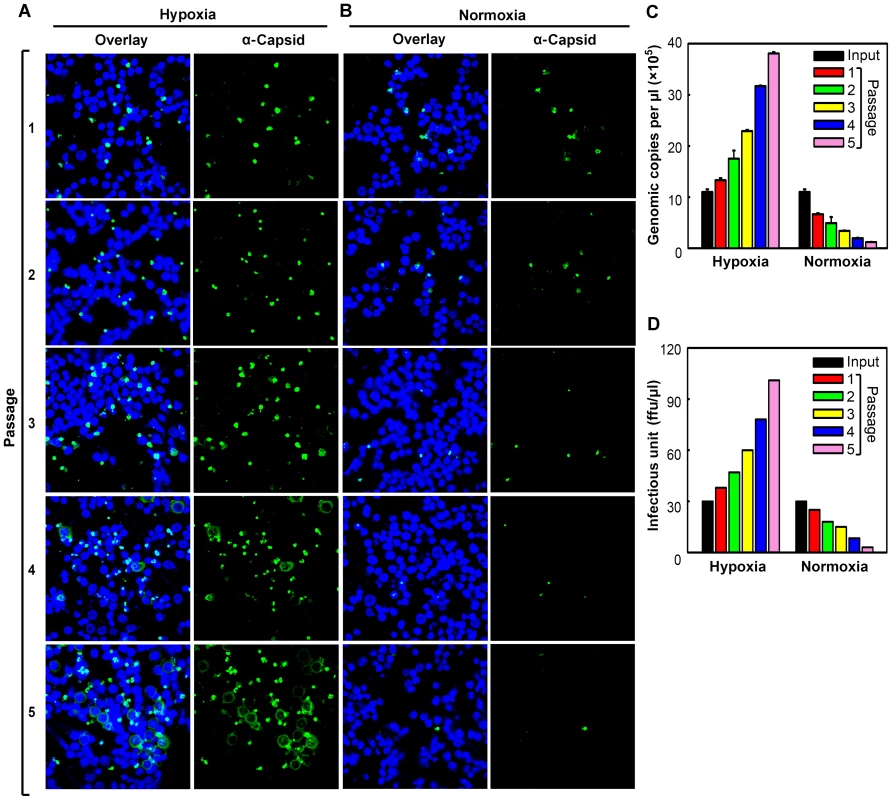 Production of progeny virus in CD36<sup>+</sup> EPCs under hypoxia <i>vs.</i> normoxia.