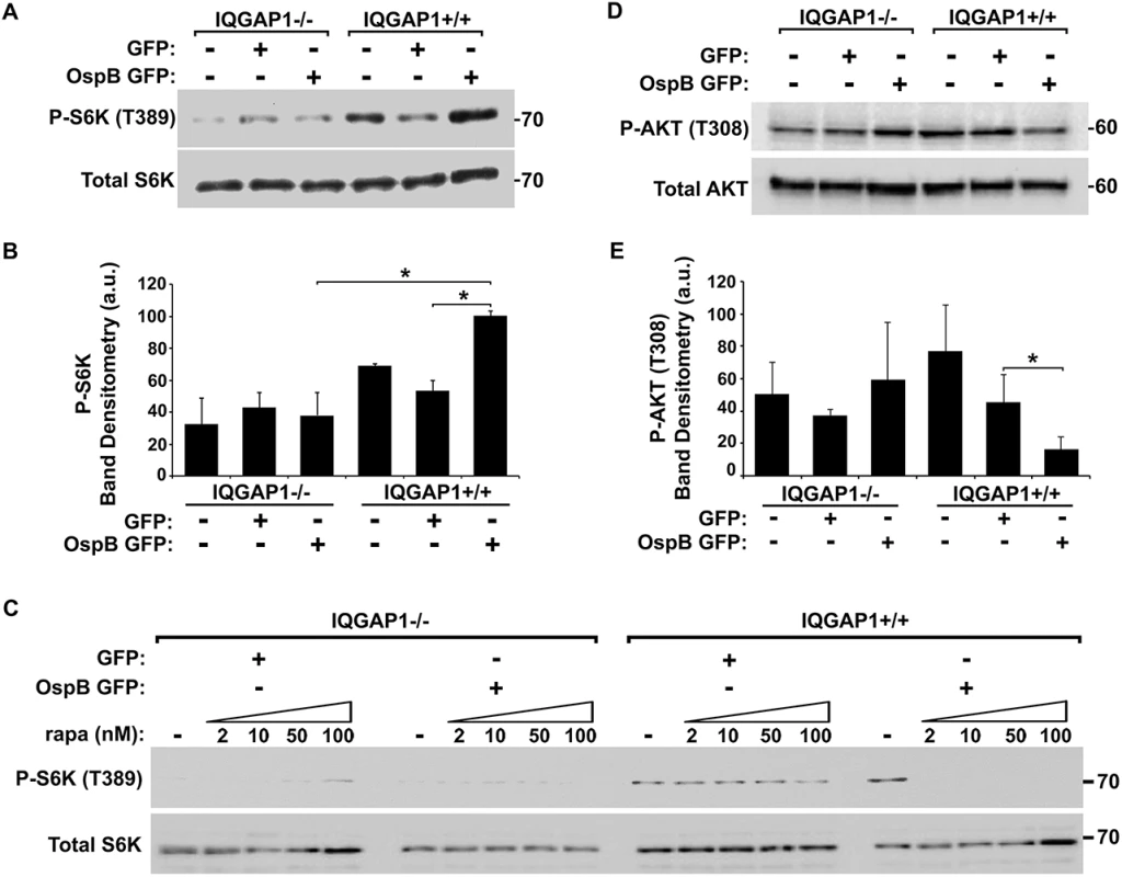 OspB activation of mTORC1.