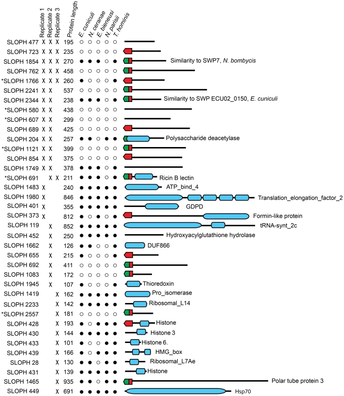 Proteins found in mass spectrometry analysis of medium from germinated <i>S. lophii</i> spores.