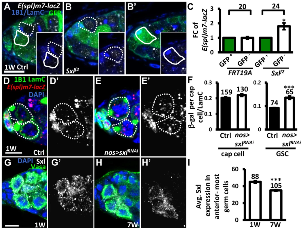 Sxl negatively regulates Notch signaling in GSCs, and its expression is reduced in GSCs with age.