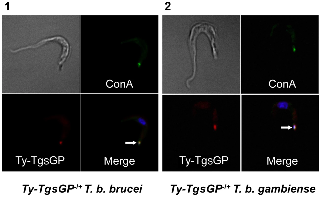 Localisation of TY-TgsGP.