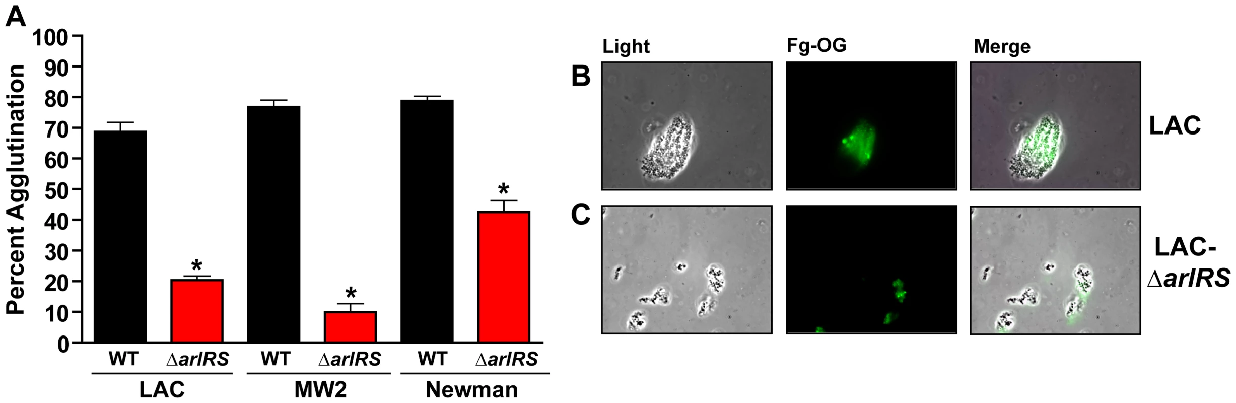 Fibrinogen is the major factor in HP contributing to <i>S. aureus</i> agglutination.