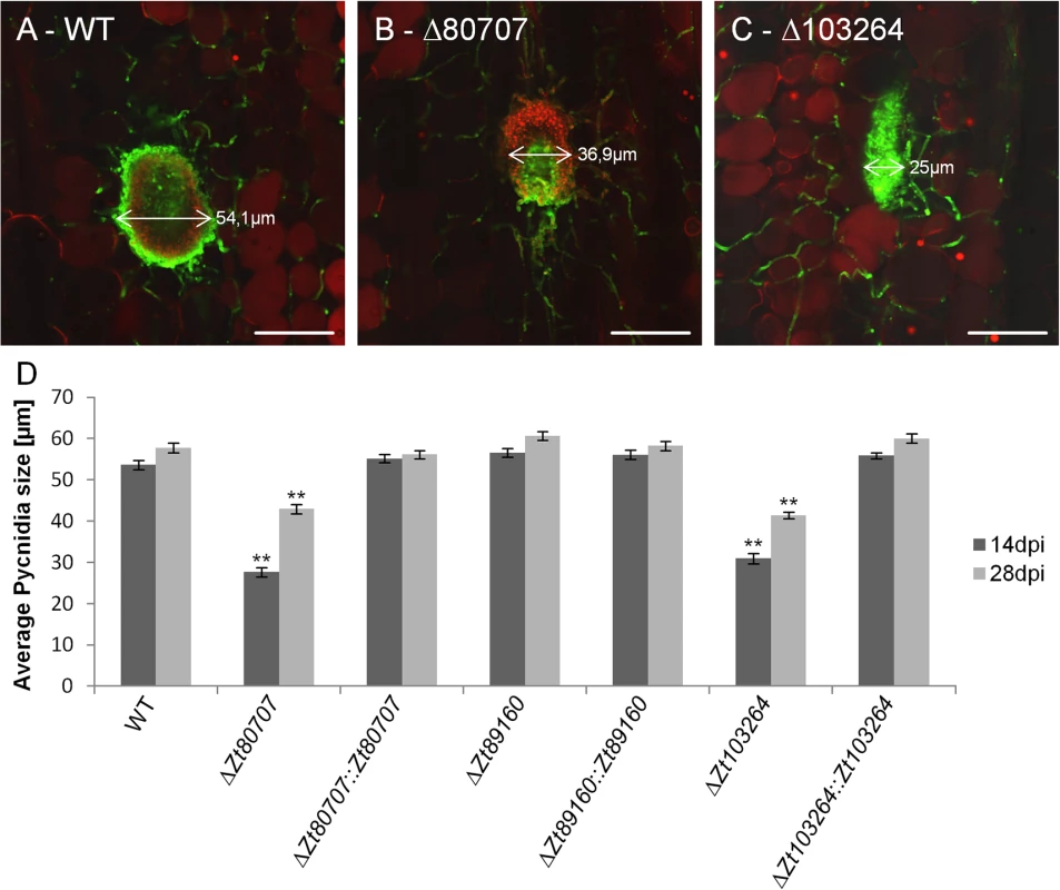 Confocal laser scanning microscopy image analyses of pycnidia of wild and mutant <i>Z</i>. <i>tritici</i>.