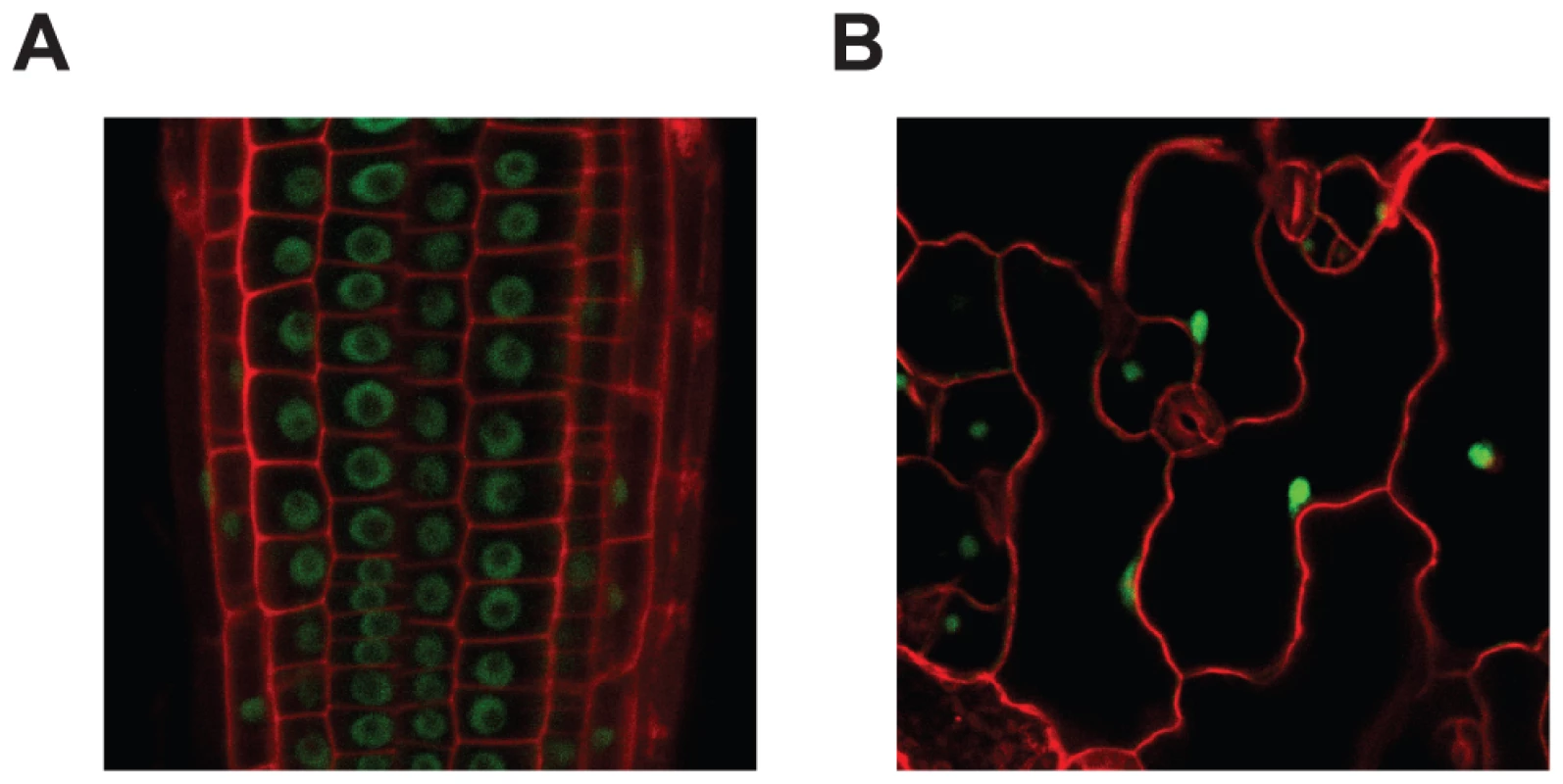 MOS14 localizes to the nucleus.