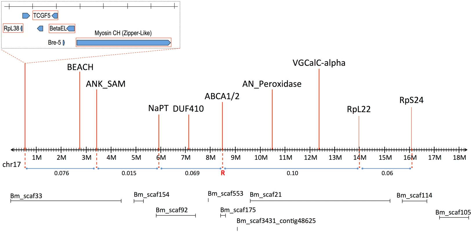Linkage map of <i>B</i>. <i>mori</i> Chromosome 17 (BmChr17), showing syntenic genes used in mapping of <i>H</i>. <i>armigera</i>.