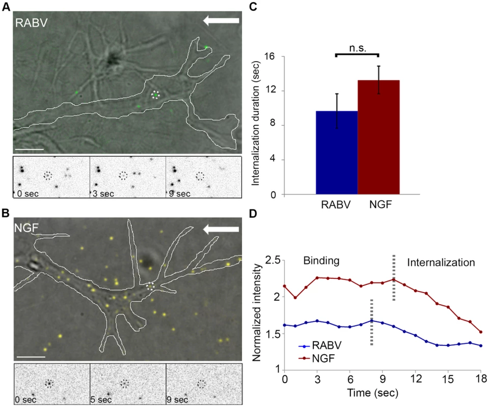 RABV and NGF present similar internalization kinetics at the axon tip.