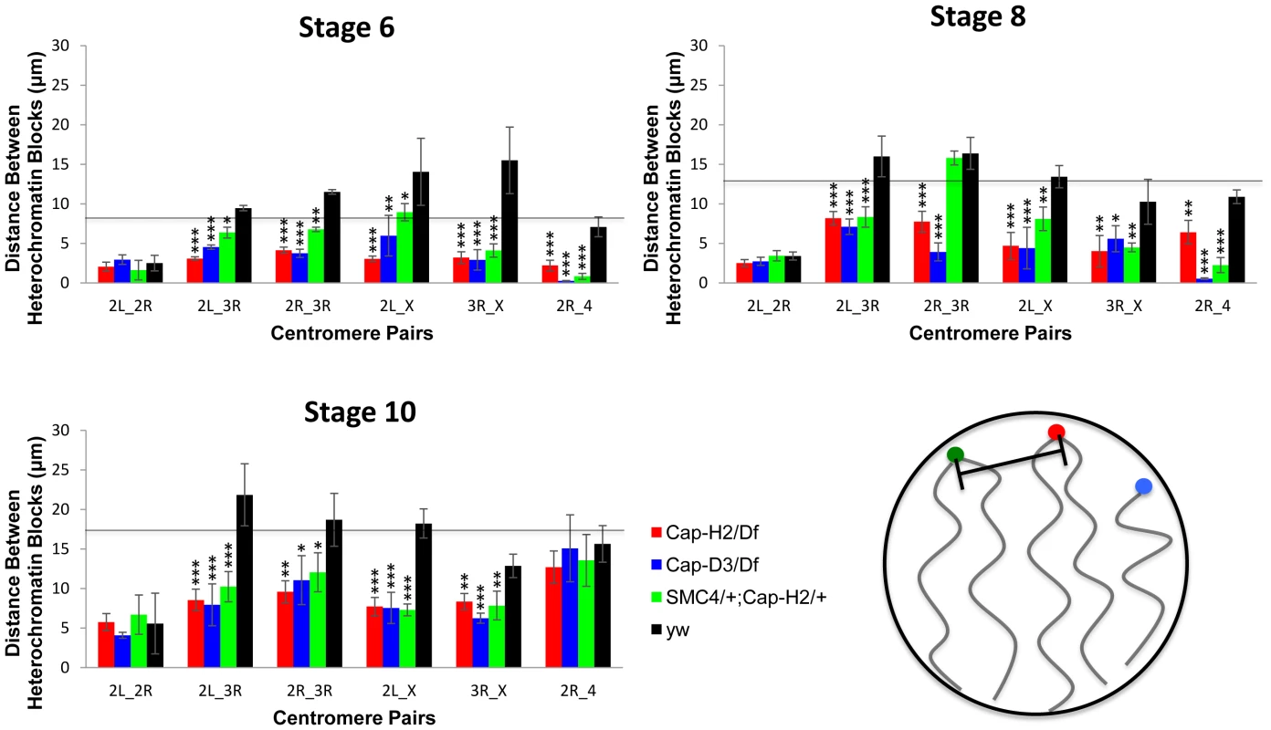Condensin II promotes the dispersal of heterologous centromeres.