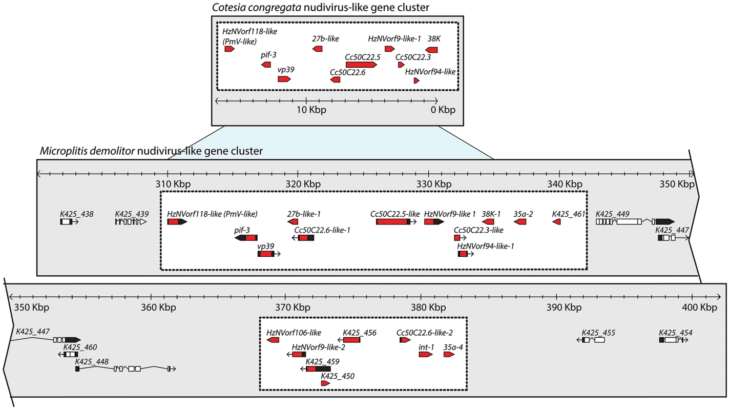 The nudivirus-like gene cluster in the genome of <i>M. demolitor</i> shares features with the partial nudivirus-like gene cluster from <i>C. congregata</i>.