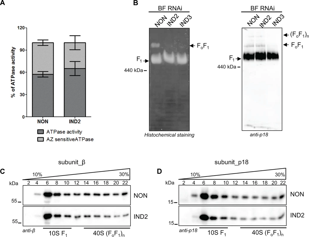 ATPaseTb2 depletion does not appreciably affect F<sub>1</sub>-ATPase activity in BF <i>T</i>.